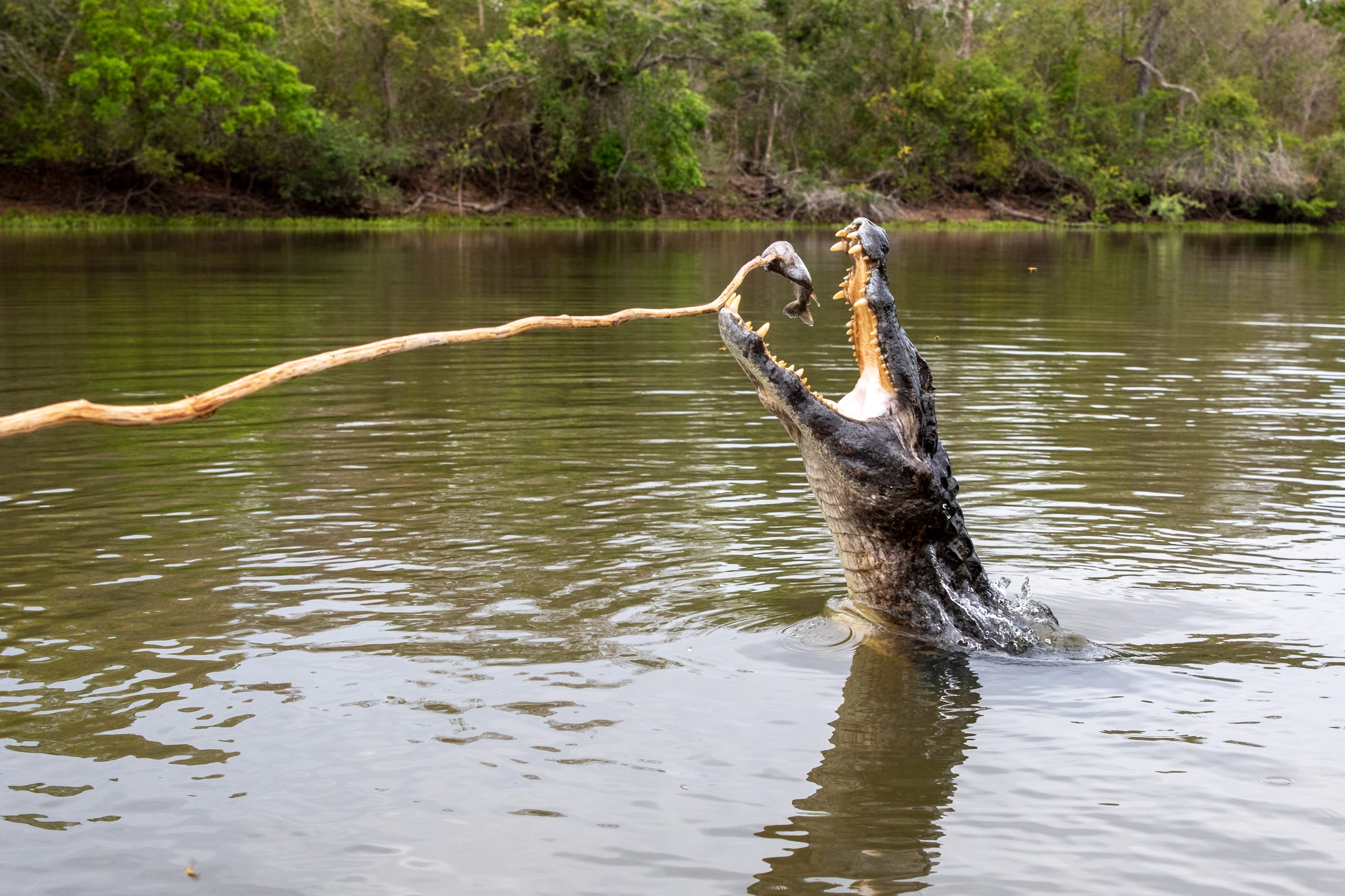 Ein Kaiman schnappt nach einem auf einem Stock aufgespießten Piranha