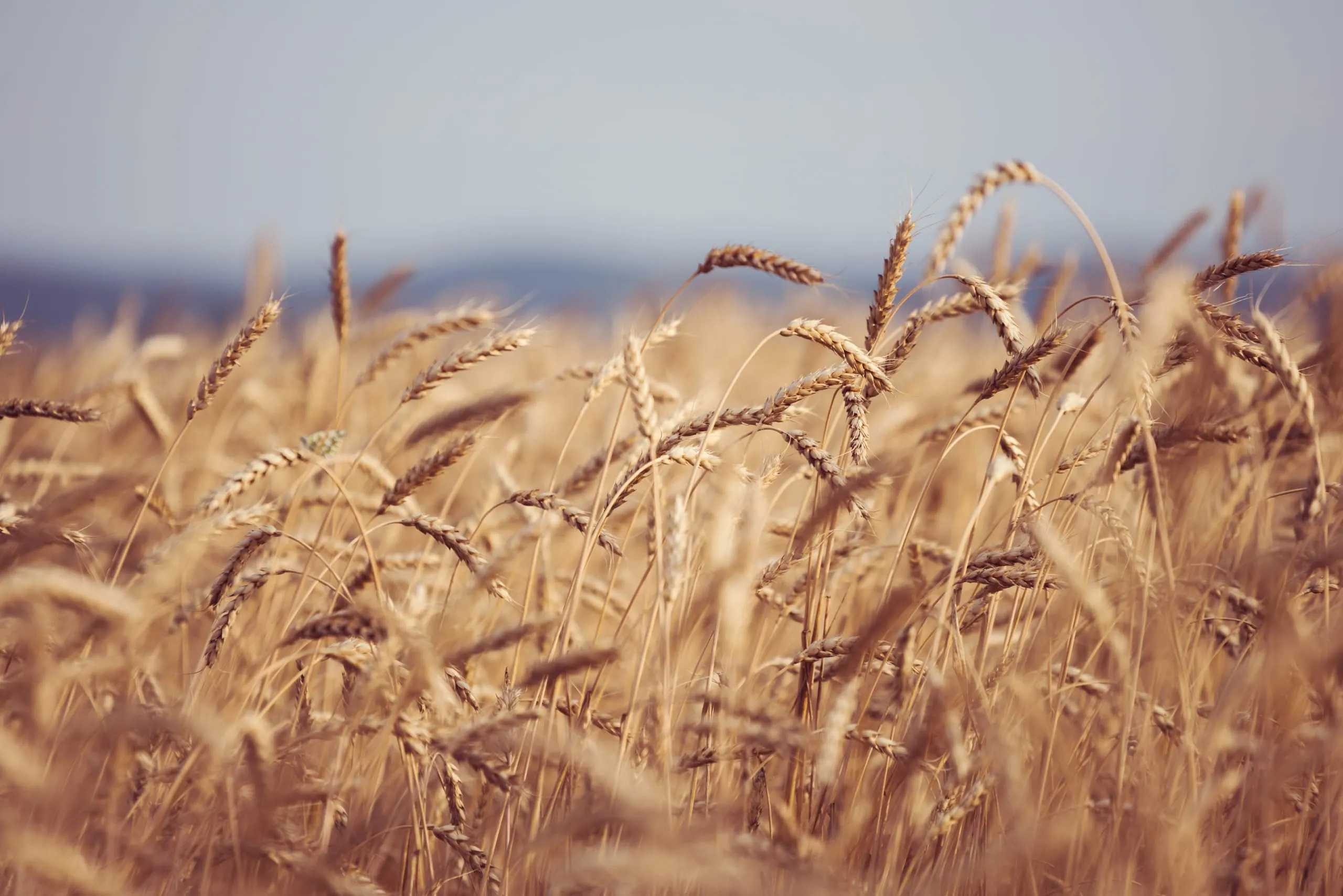 Export-Stopp für Getreide: Was das für deutsche Bäcker bedeutet
