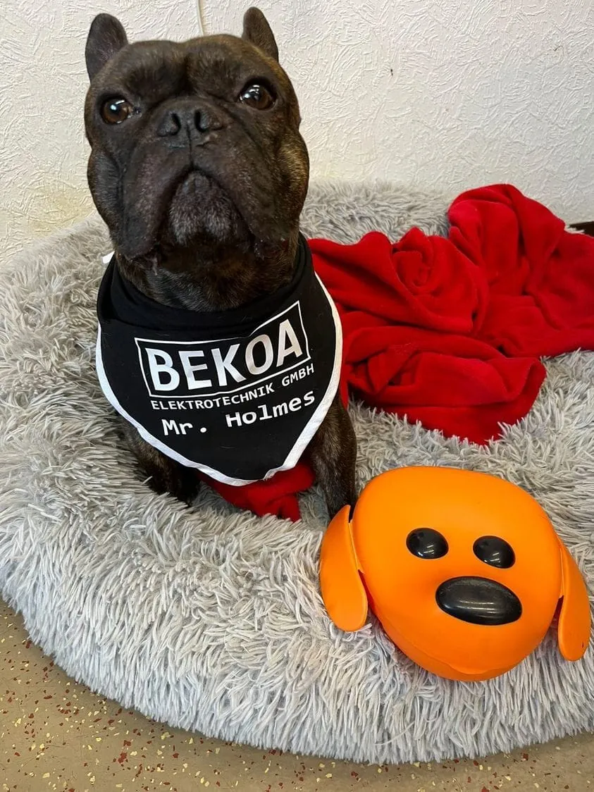 Hund mit Brozeit-Box