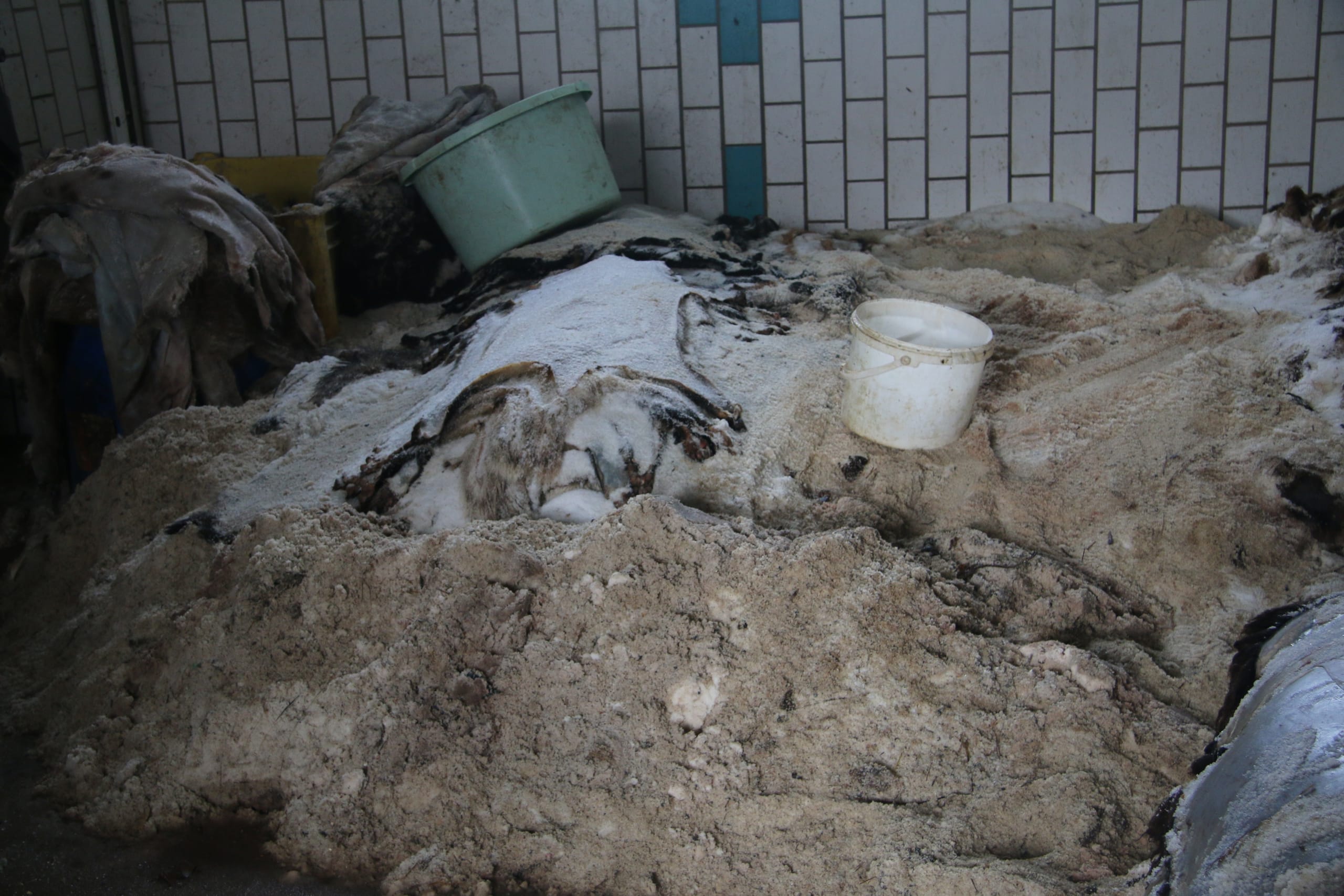 Im Kühlraum der Gerberei Kolesch lagern die Rohfelle im Salz