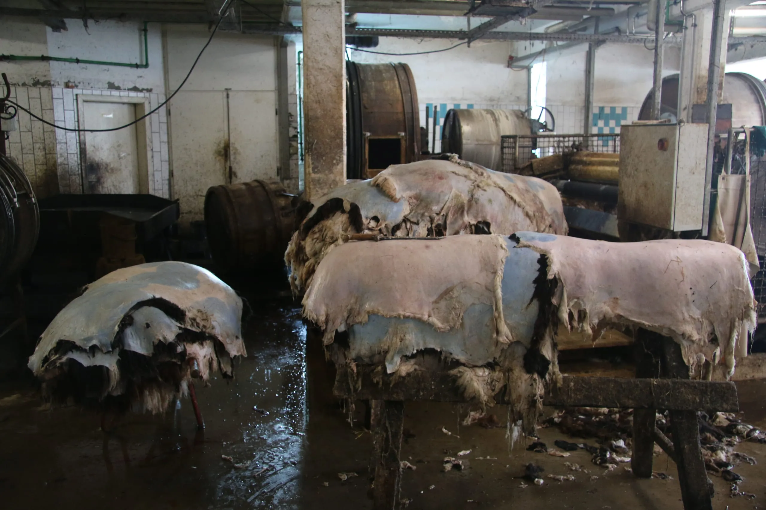 Rohfelle im Kühlraum der Gerberei Kolesch