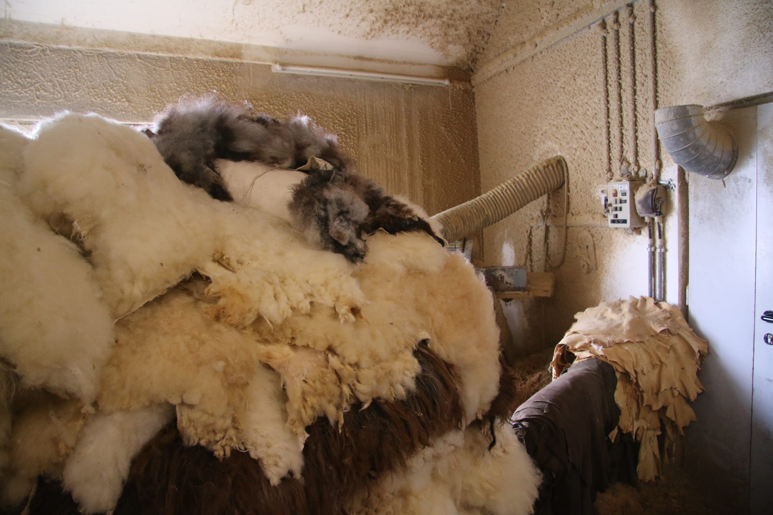 Schaffelle nach dem Gerben