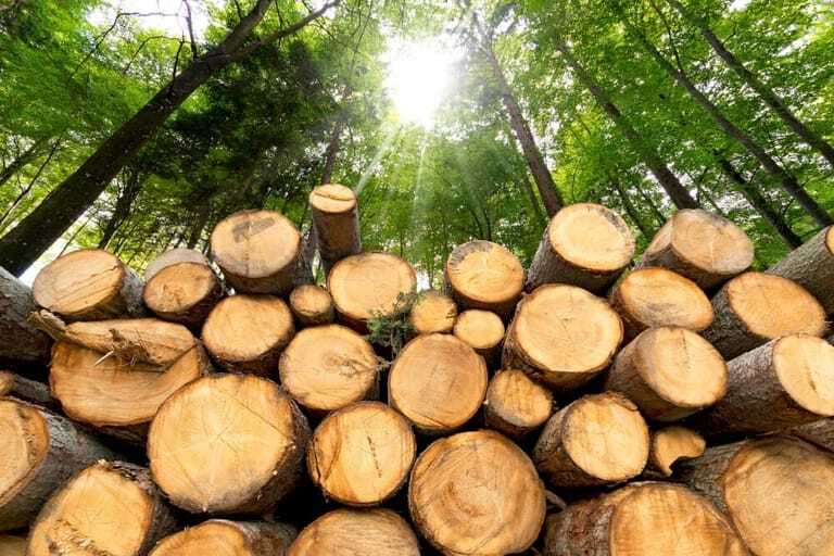 Gef&auml;lltes Holz im Wald.