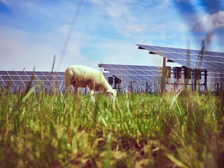 Solarpark mit Schaf