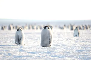 Junger_Kaiserpinguin