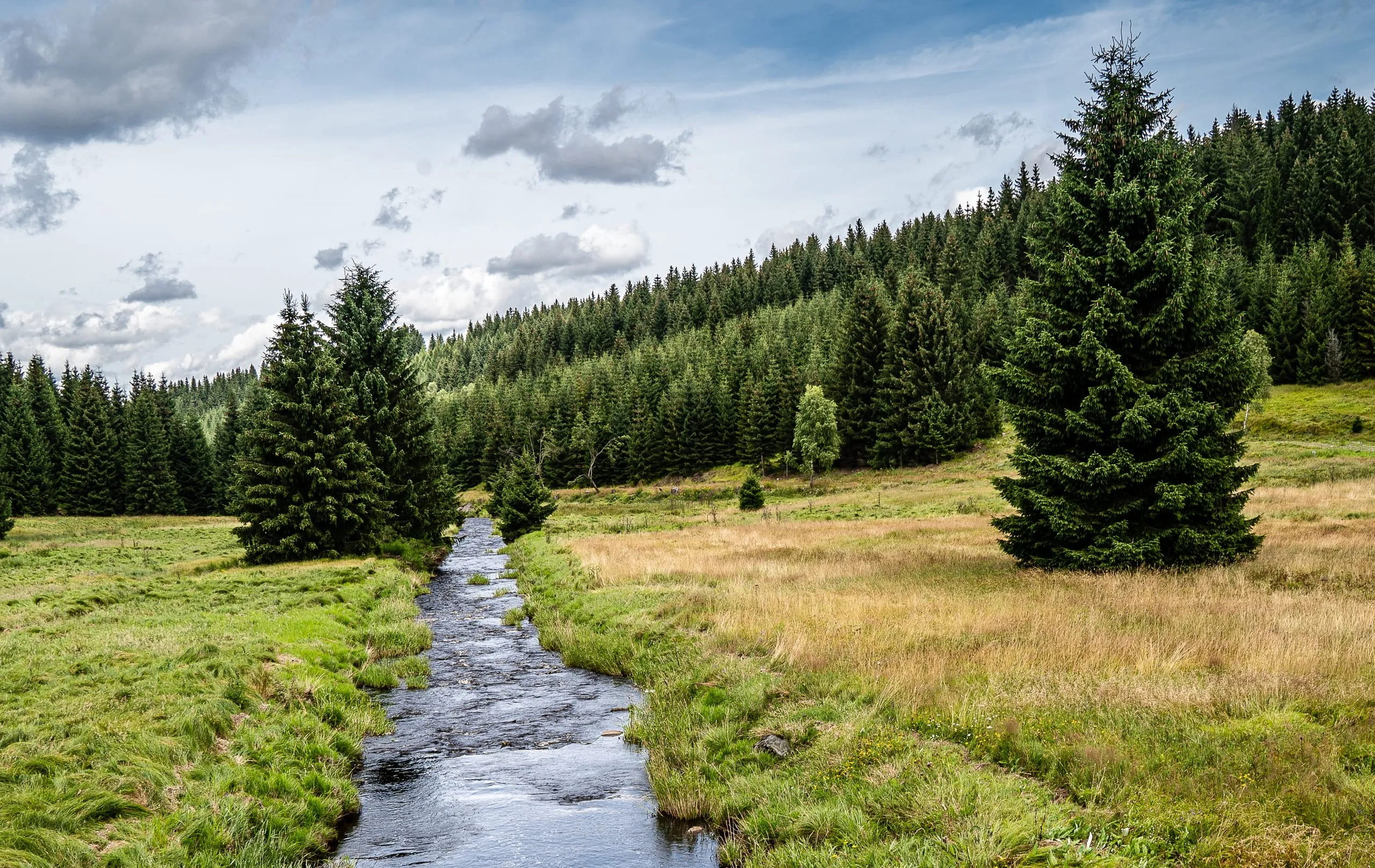 EU-Entwaldungsverordnung soll verschoben werden