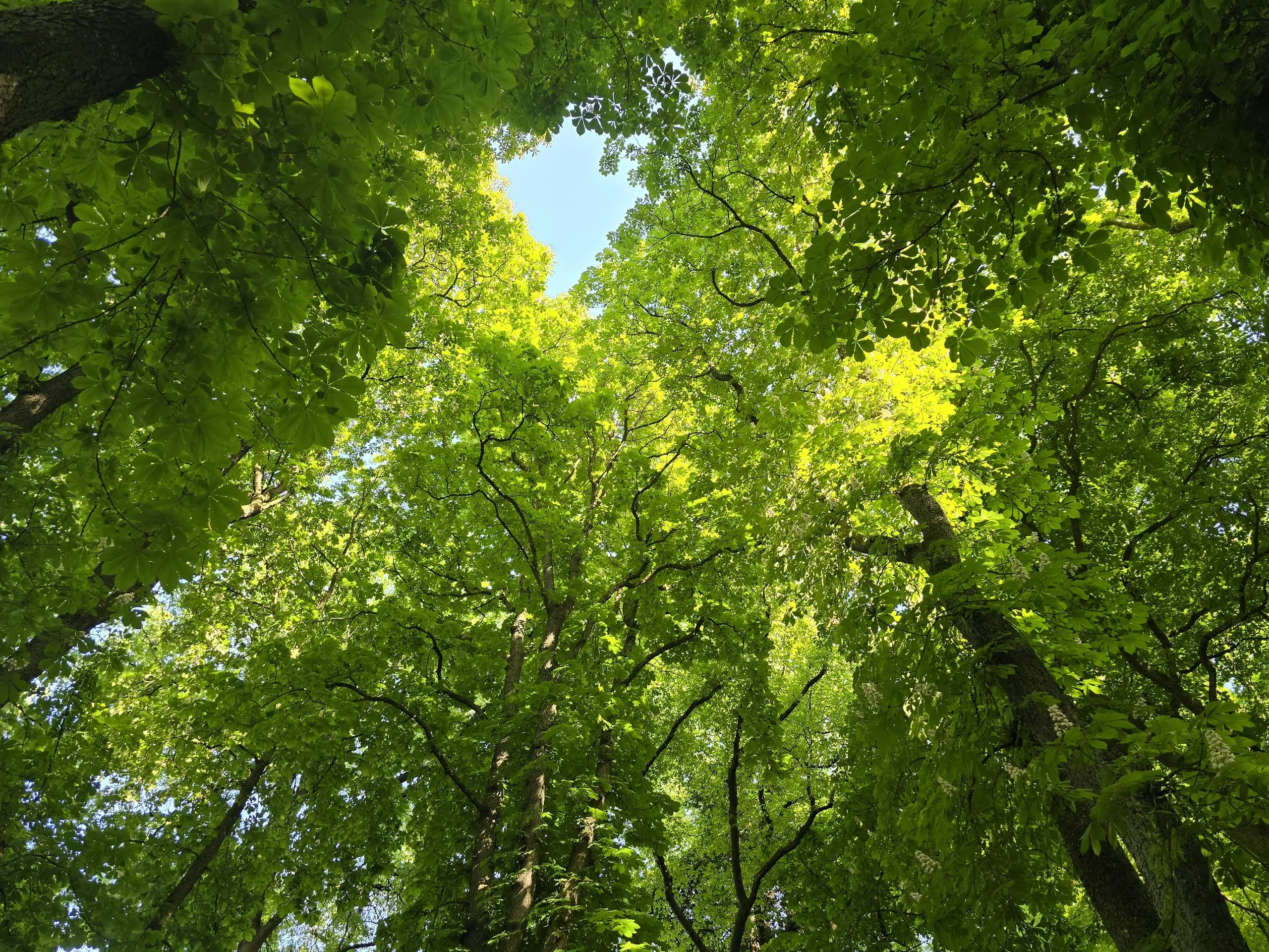 Handwerk fordert Ende deutscher Blockade bei Entwaldungsverordnung