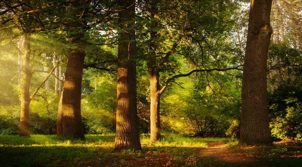 Sägewerk zeigt, dass Käfereiche kein Abfall ist