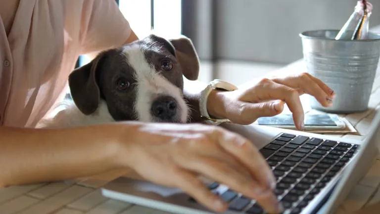 Hund im Handwerksbetrieb
